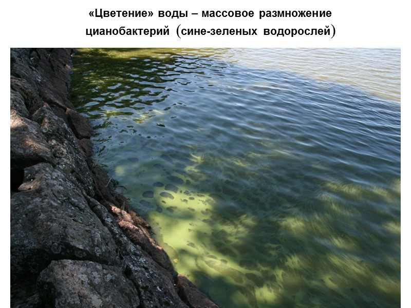 «Цветение» воды – массовое размножение  цианобактерий (сине-зеленых водорослей)